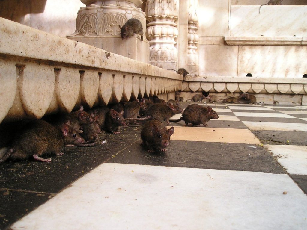 india, rat temple, rats-359.jpg
