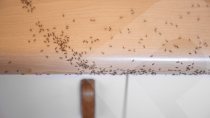 faraoninės skruzdėlės plus masalas